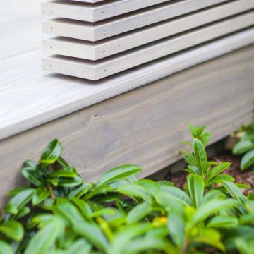 Accoya Trall